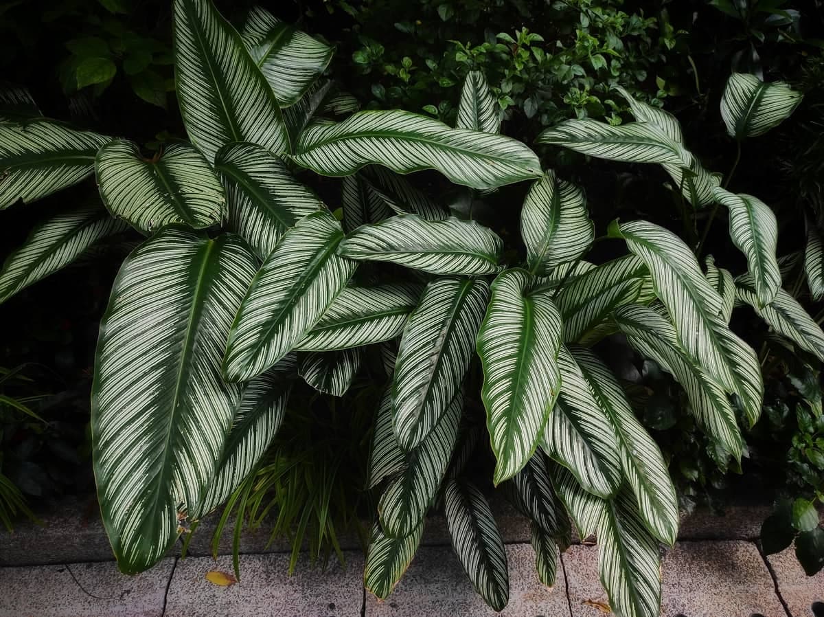 Pin-Stripe Calathea