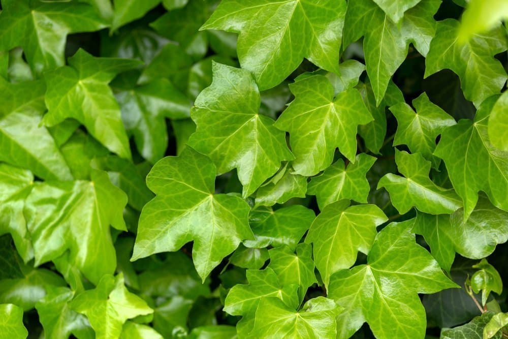 English ivy