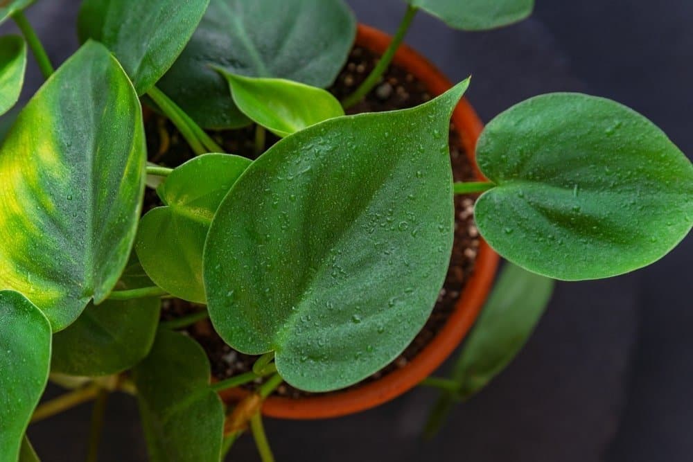 Heart-leaf philodendron