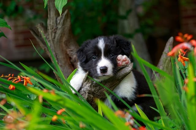 7 plants that are toxic to dogs