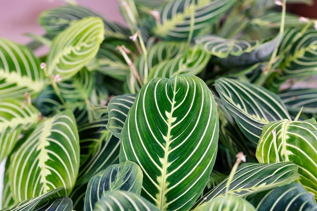 Prayer plant