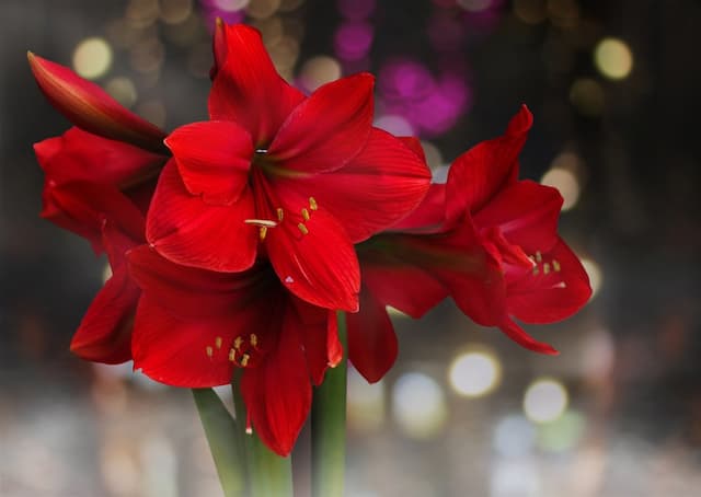 Amaryllis 'Belinda'