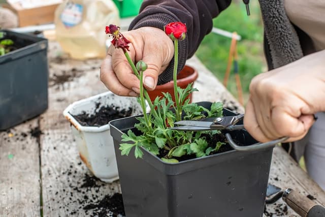 What do I need to know before pruning plants?