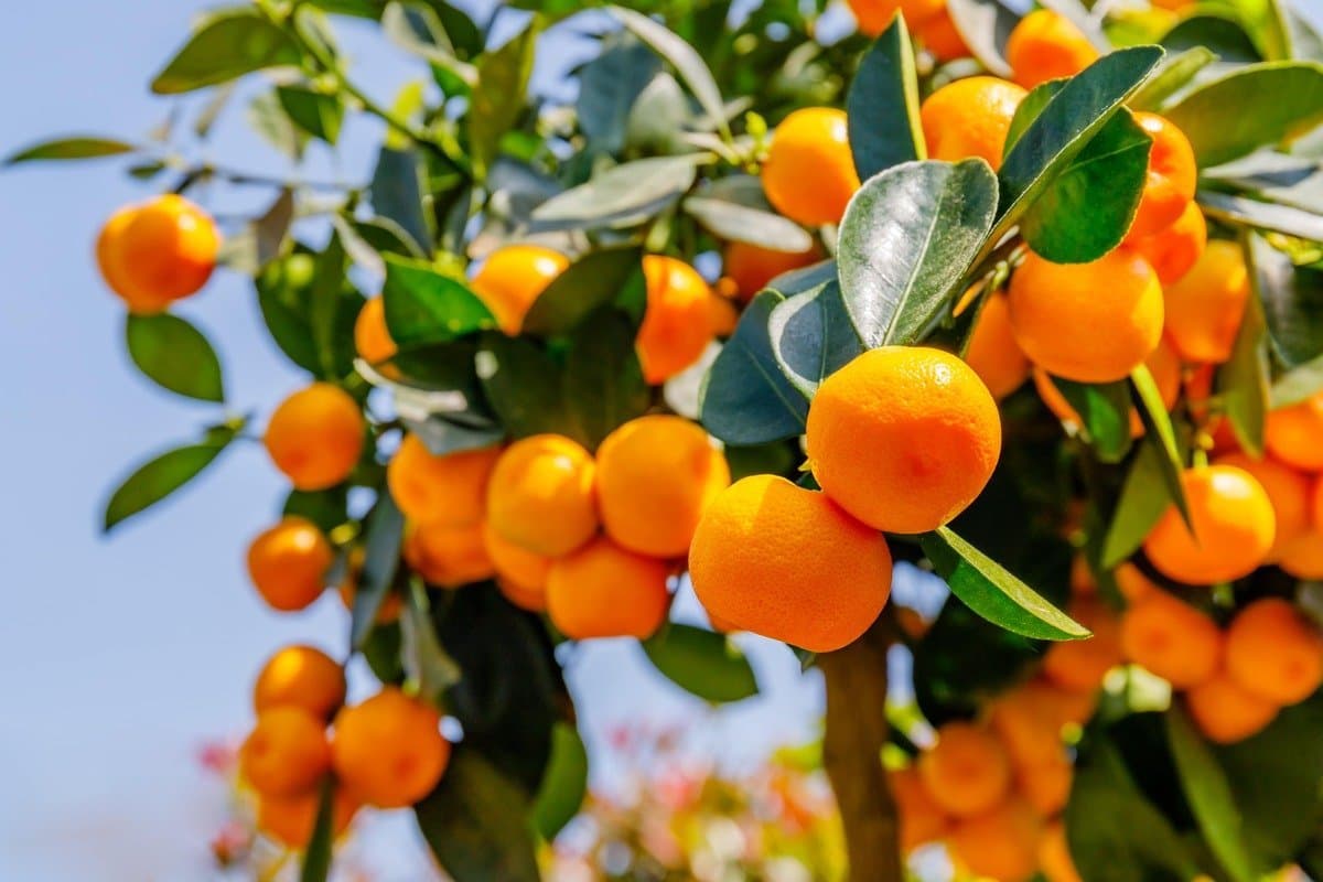 calamondin