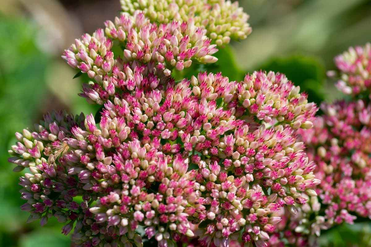 Stonecrop 'Autumn Joy'