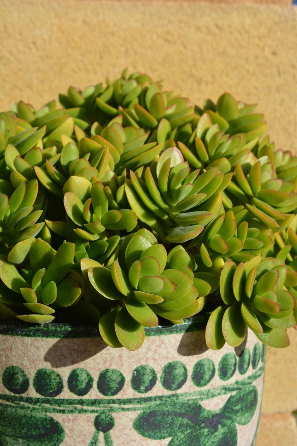 Jade plant 'Hummel's Sunset'