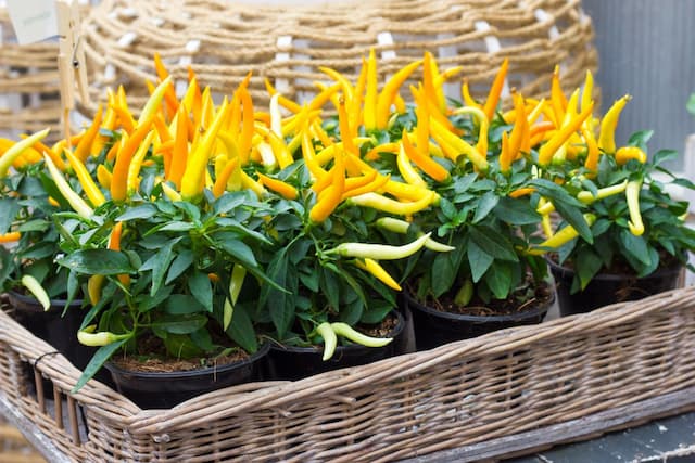 Urban farming: Grow your own food on your windowsill