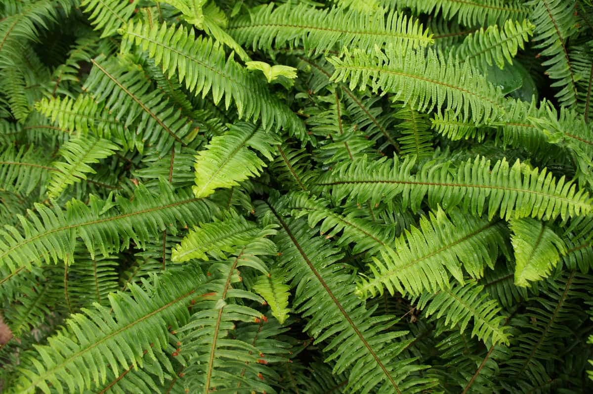 Kimberley Queen fern