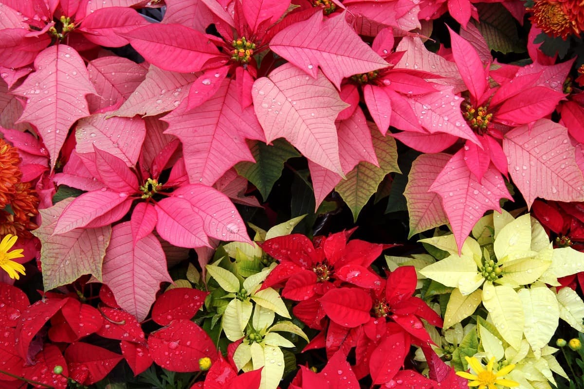 Poinsettia