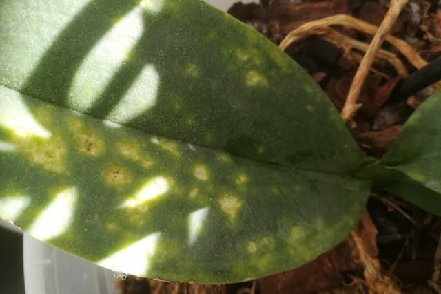 Yellow spots on the orchid. Is the plant dying?