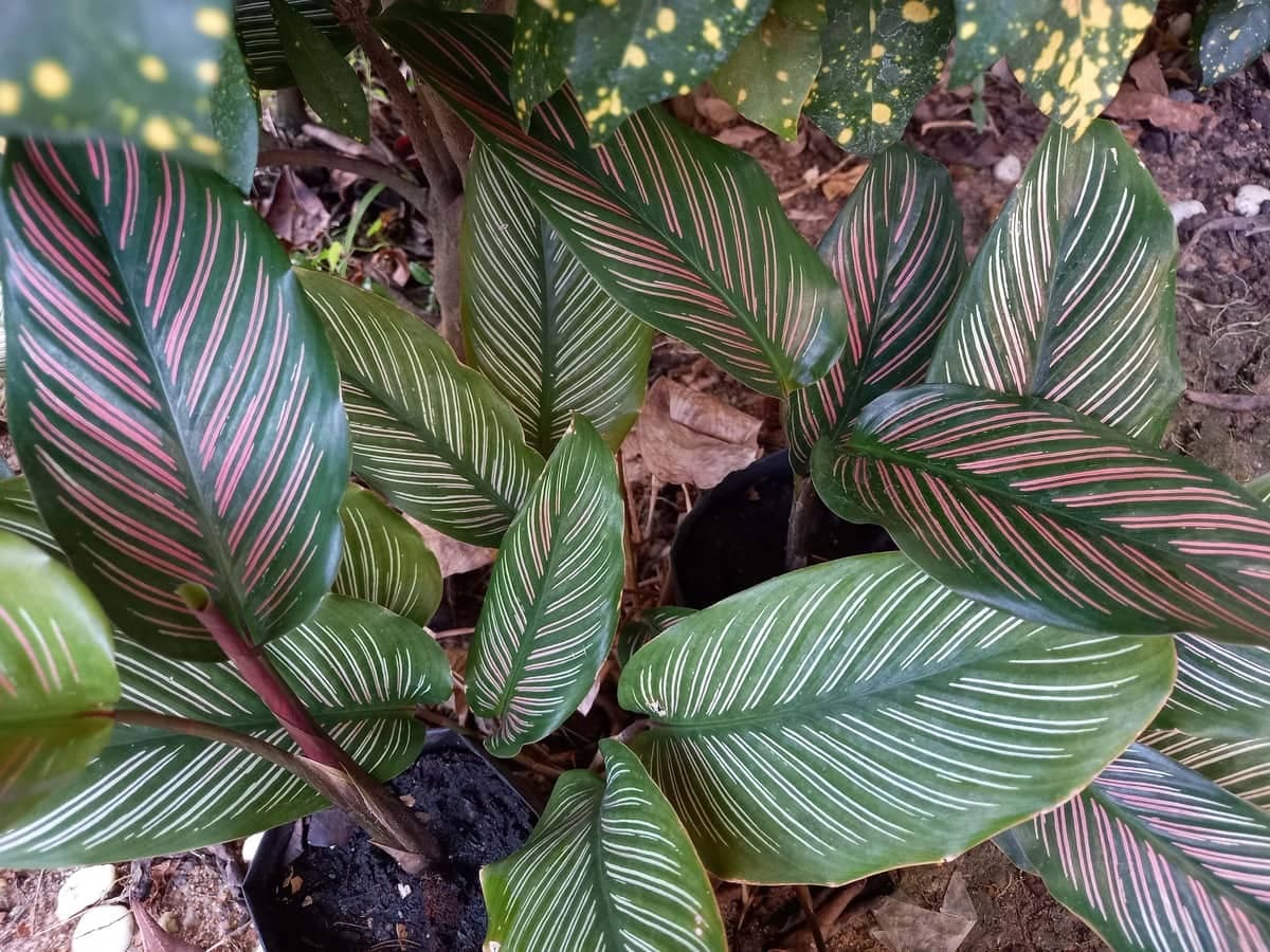 Rose-painted calathea