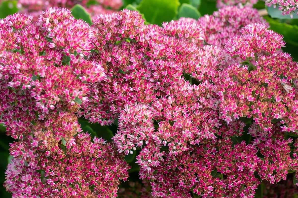 Stonecrop 'Autumn Joy'