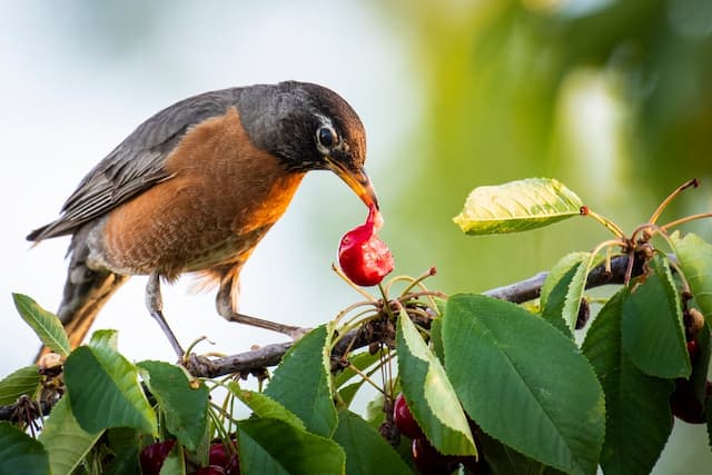 Strategies to protect your garden from birds