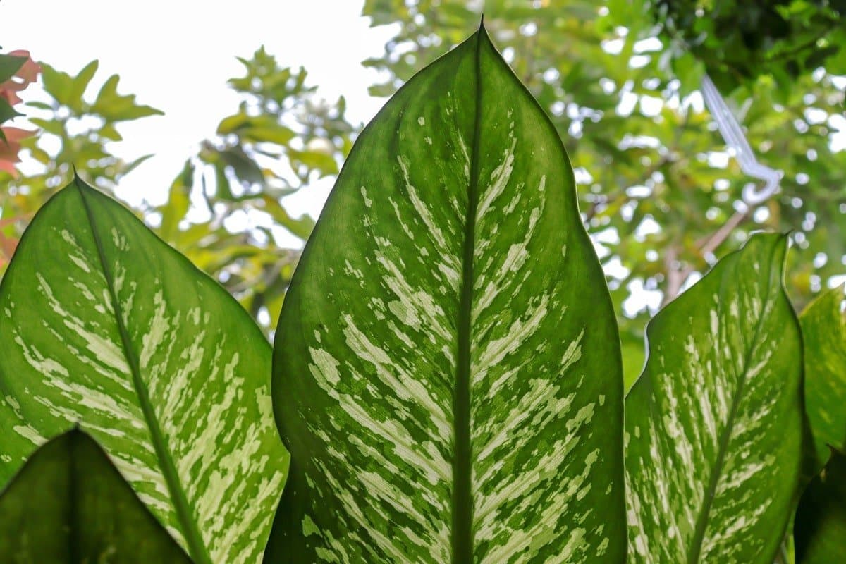 Dumb cane 'Exotica'