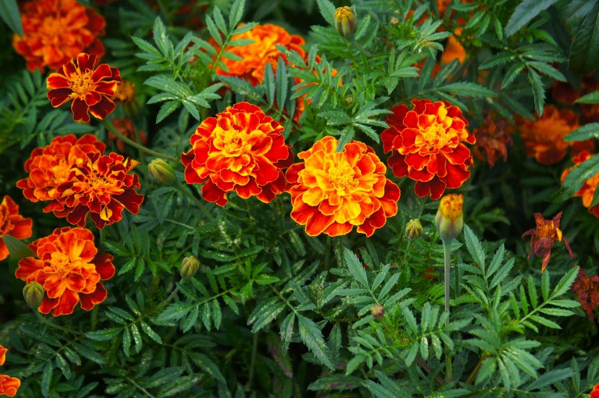 French marigold