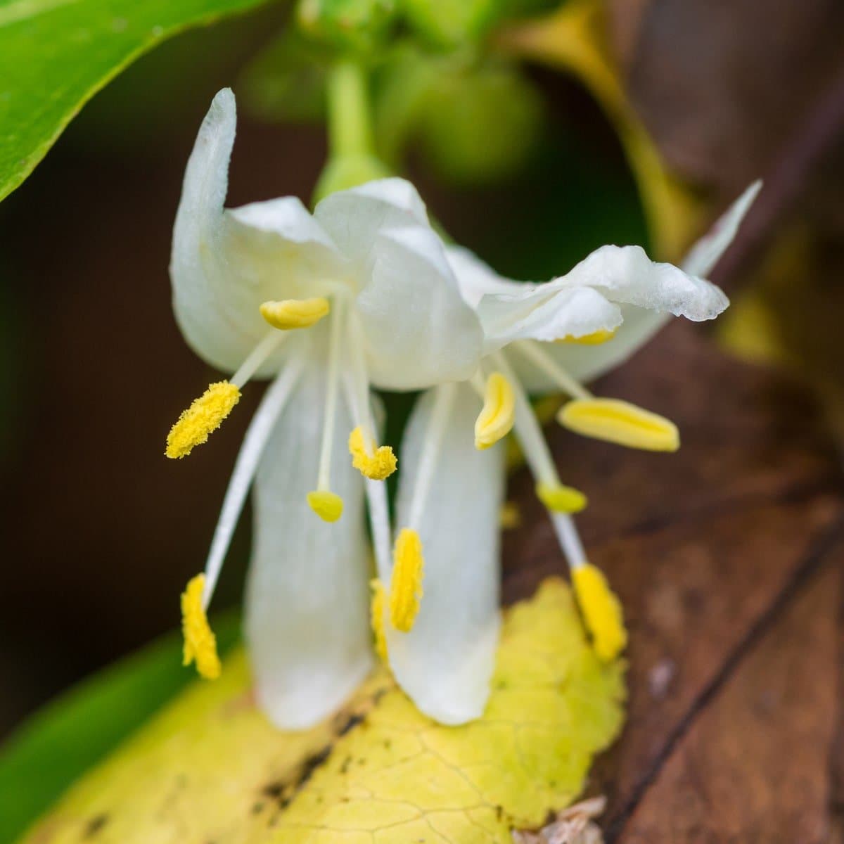 Lavender Honeysuckle