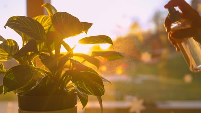 Lighting for plants: Understanding all aspects