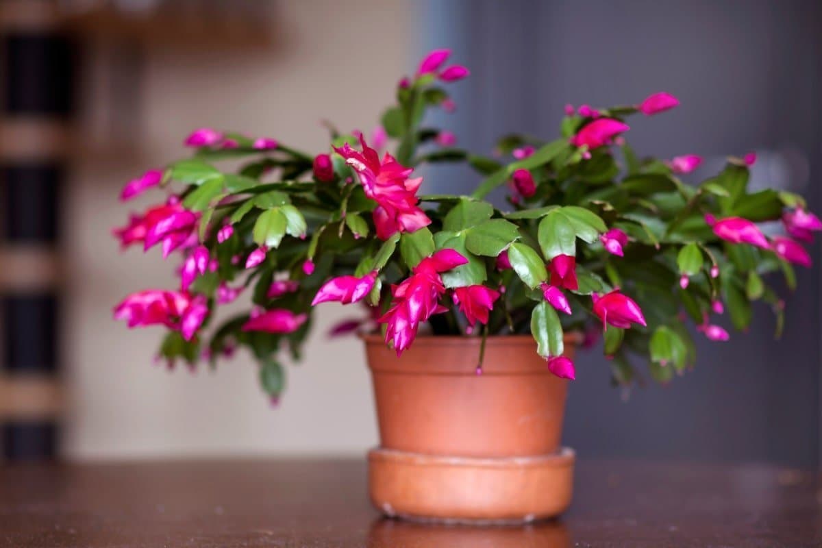 Christmas cactus