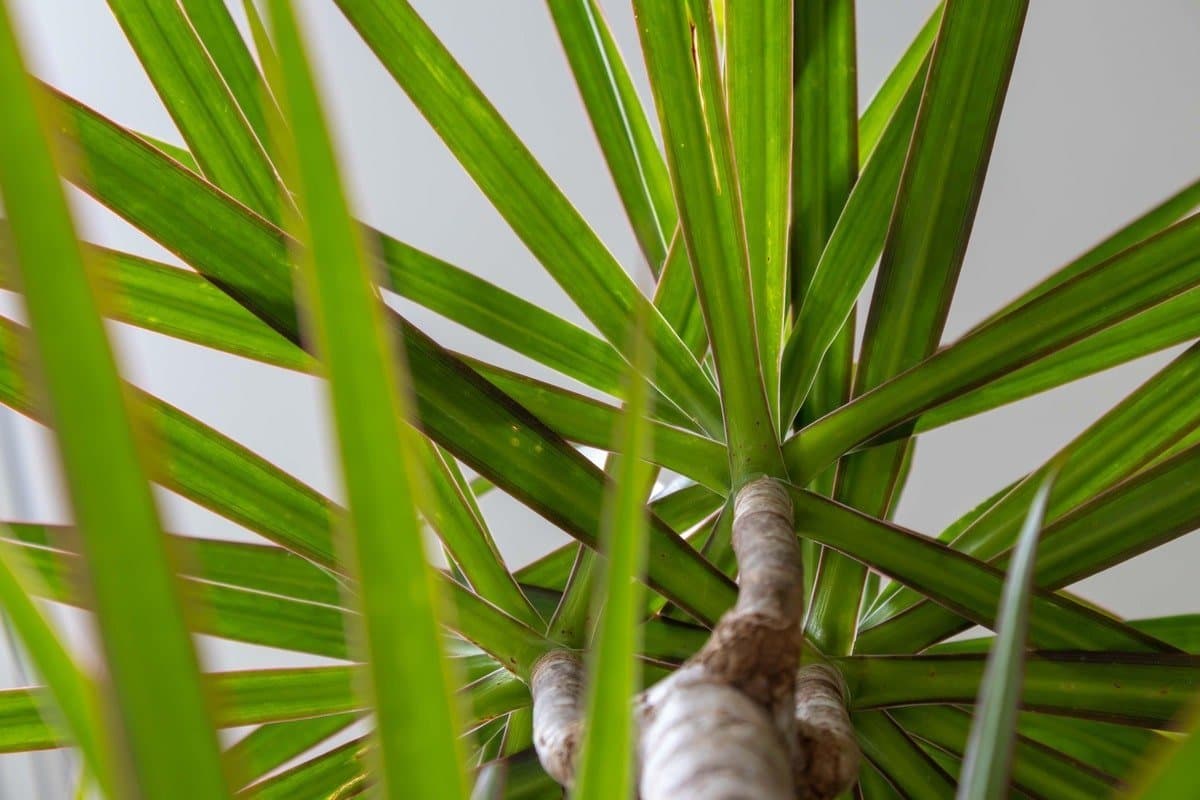 Madagascar dragon tree