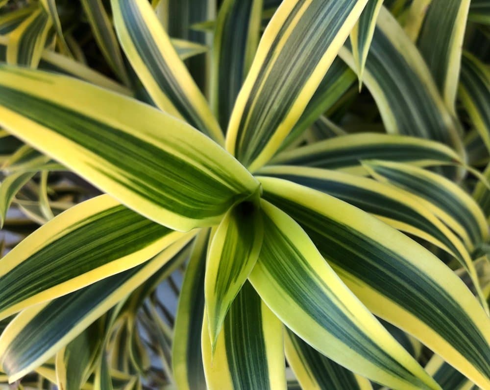 Dragon plant 'Lemon Lime'