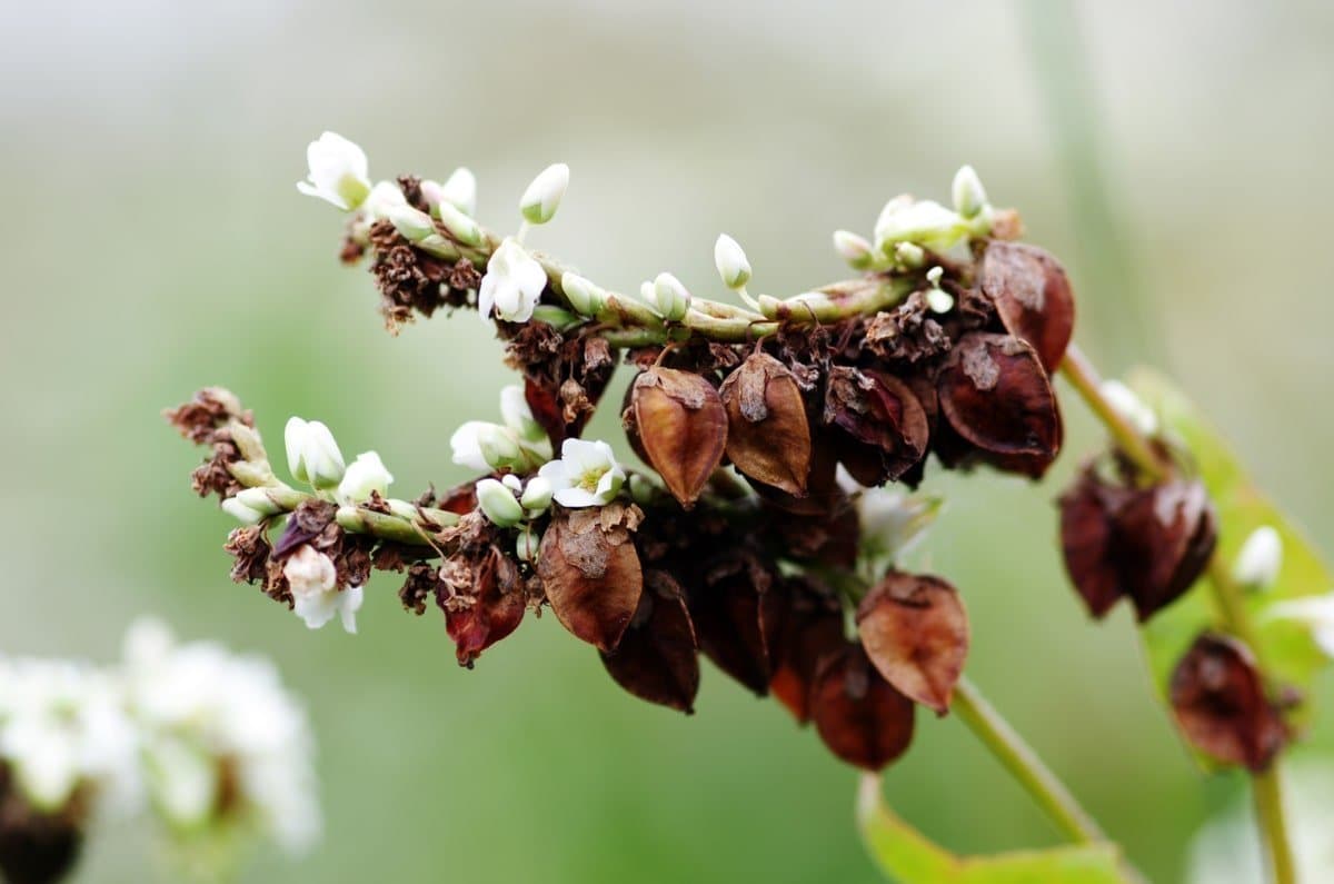 Buckwheat