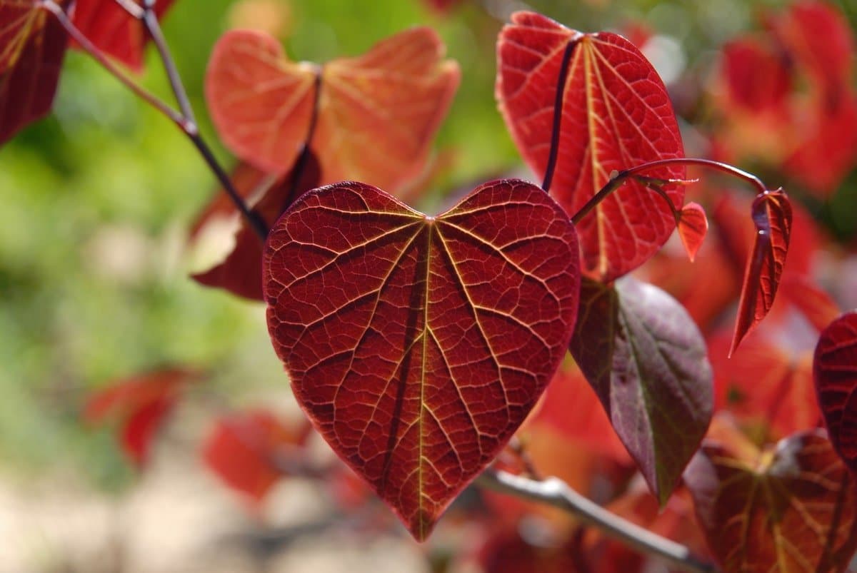 Redbud 'Forest Pansy'