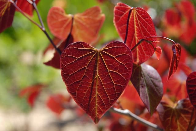 Redbud 'Forest Pansy'