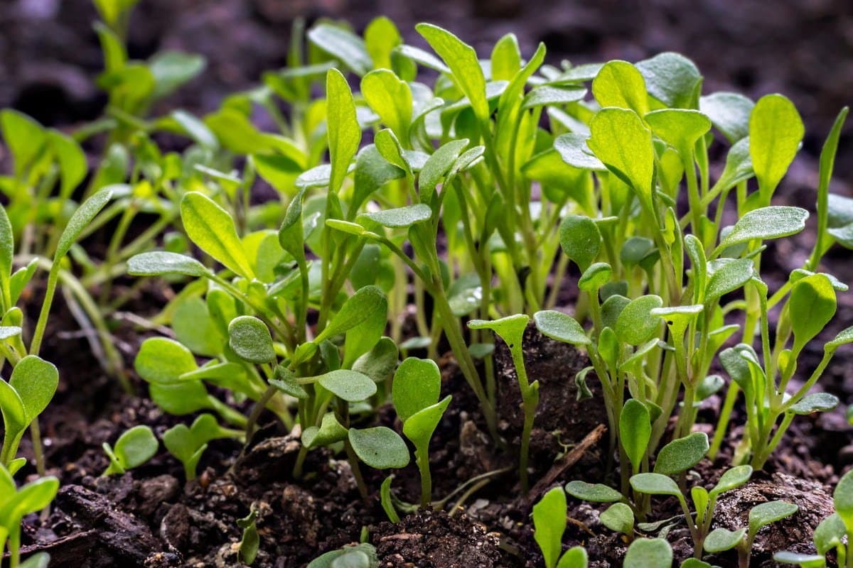 Arugula