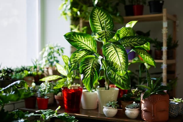 7 essentials for growing stunning plants