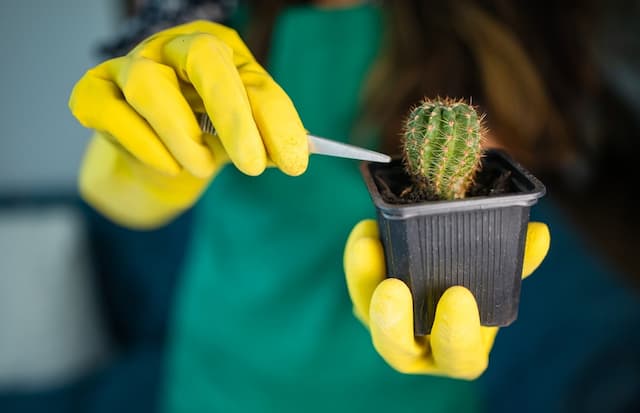 Guide on how to transplant cacti