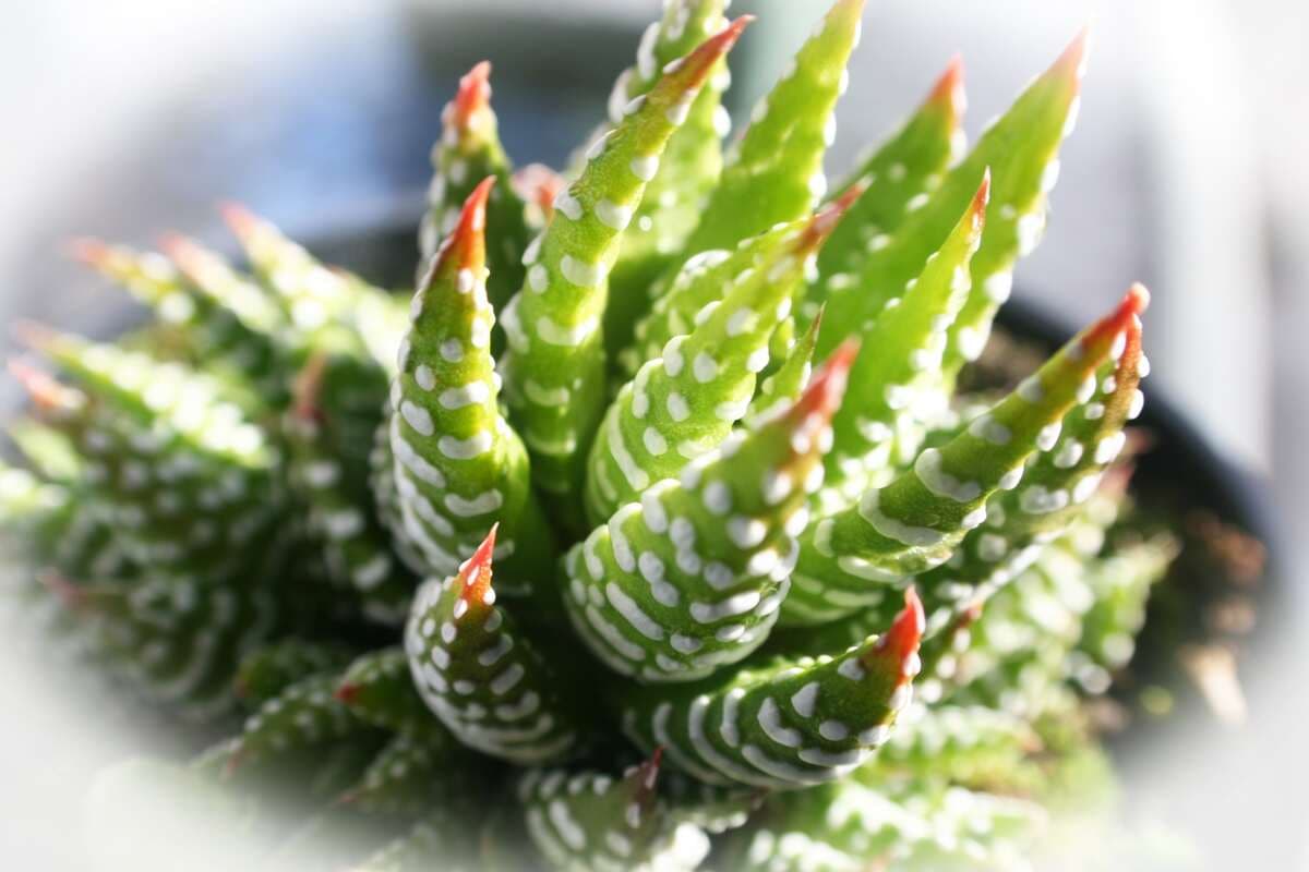 Bunched haworthia