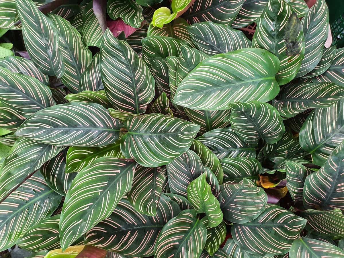 Pin-Stripe Calathea