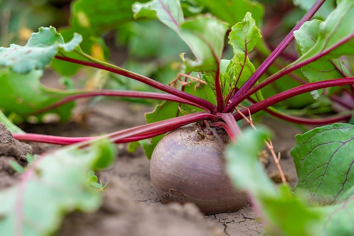 Beetroot