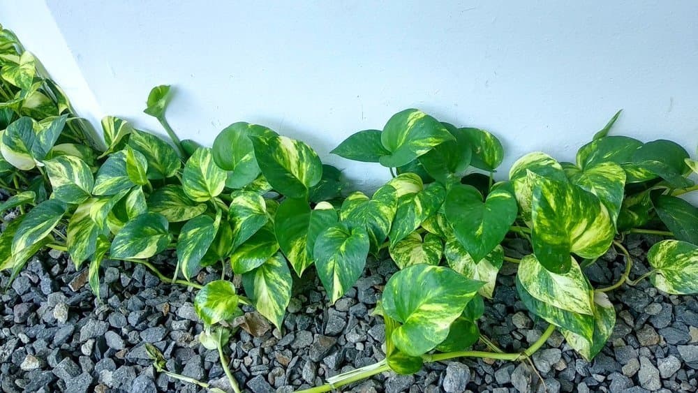 Golden pothos