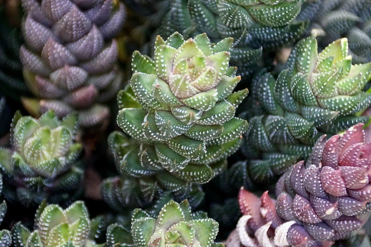 Bunched haworthia