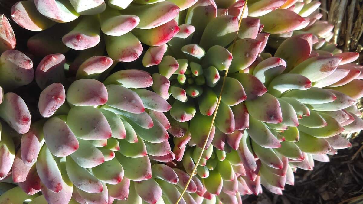 Miniature echeveria