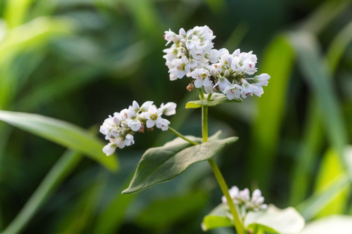 Buckwheat