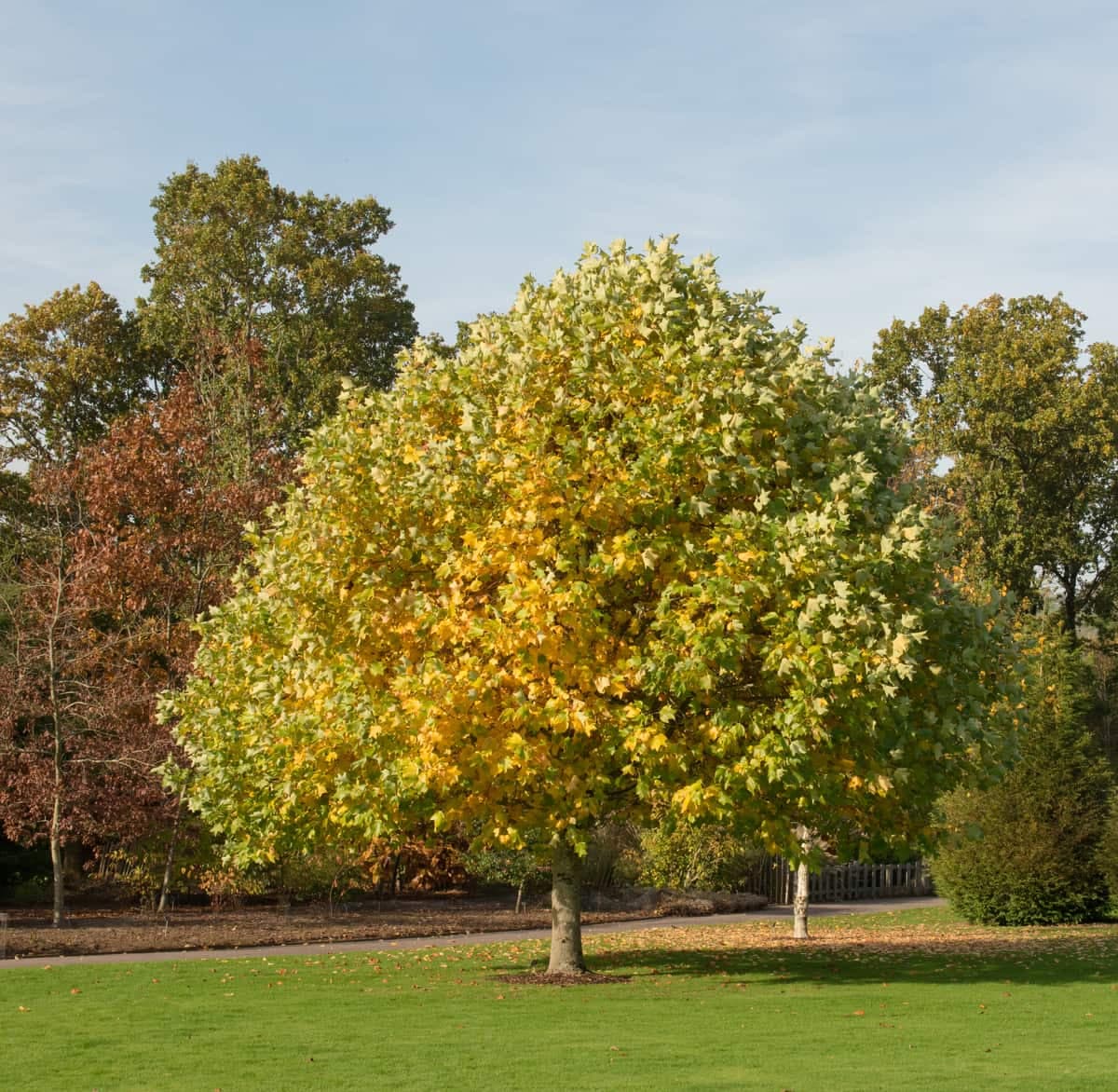 Tulip tree