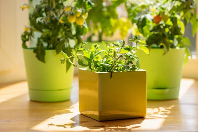 Transform your windowsill into a mini-garden