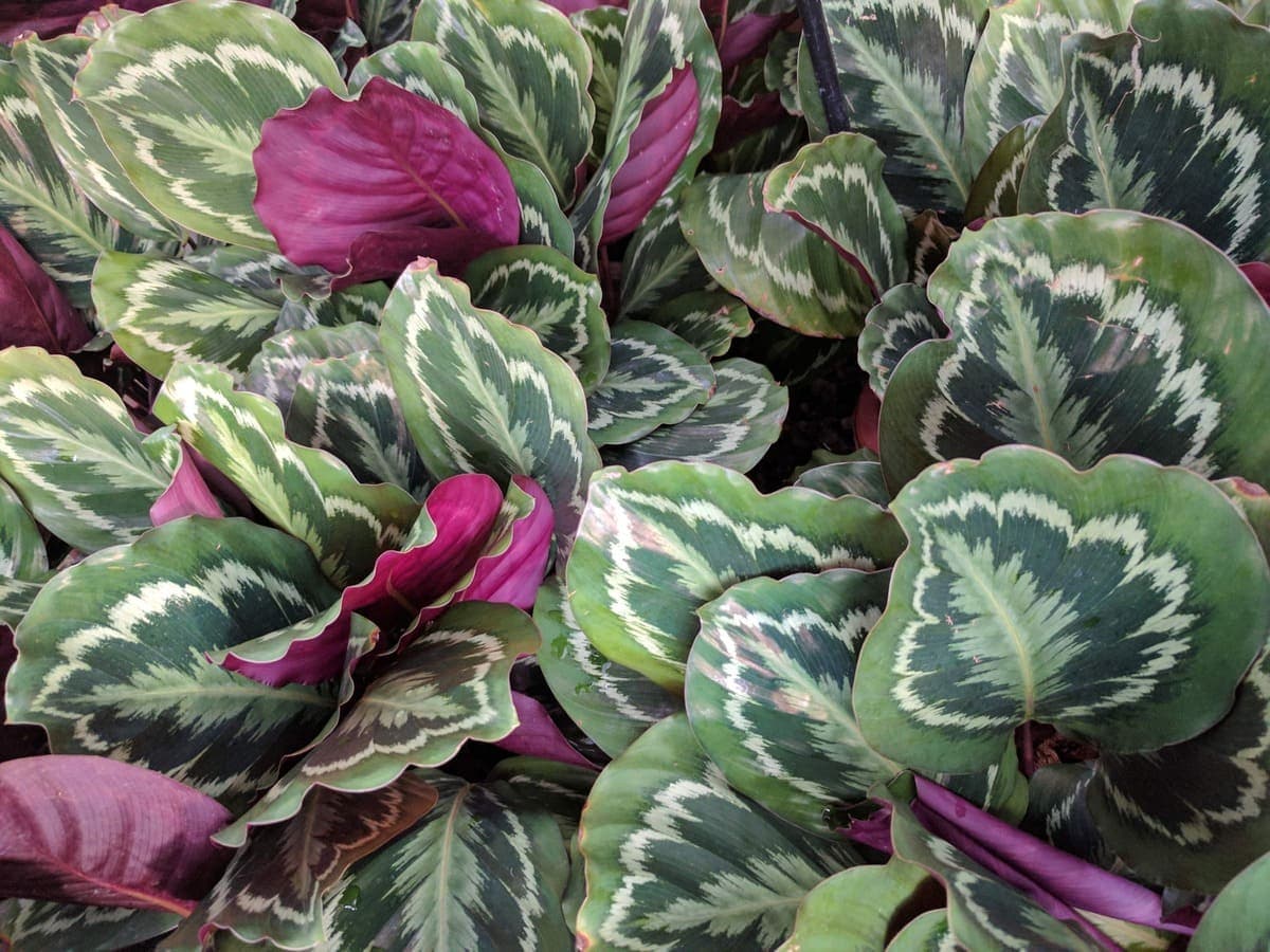 Rose-painted calathea