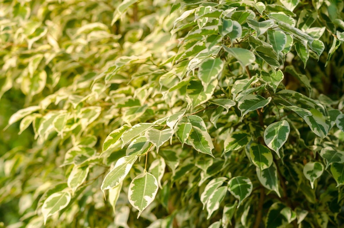 Weeping fig