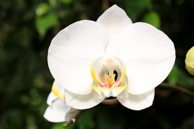 Moth orchid