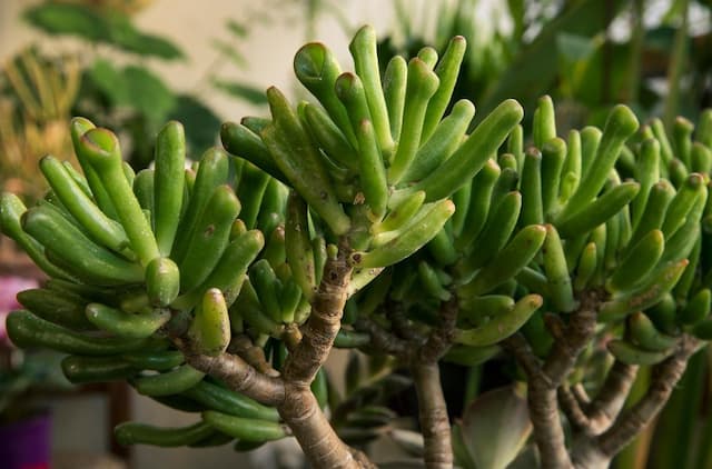 Jade plant 'Gollum'