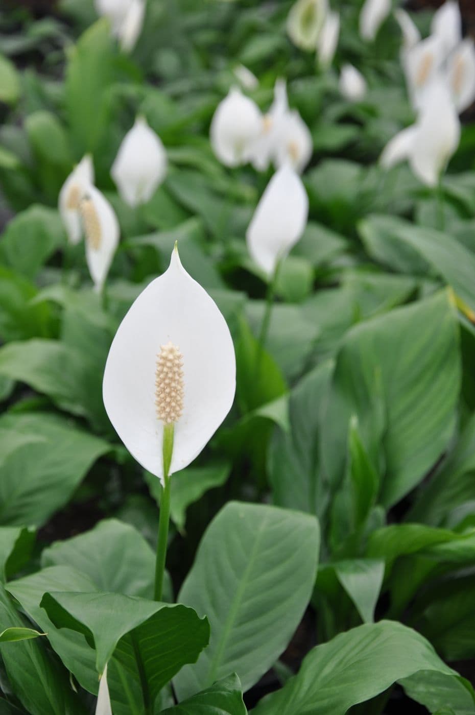 Peace lily