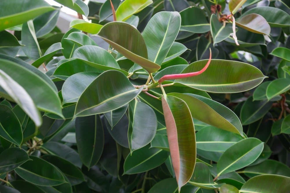 Rubber fig