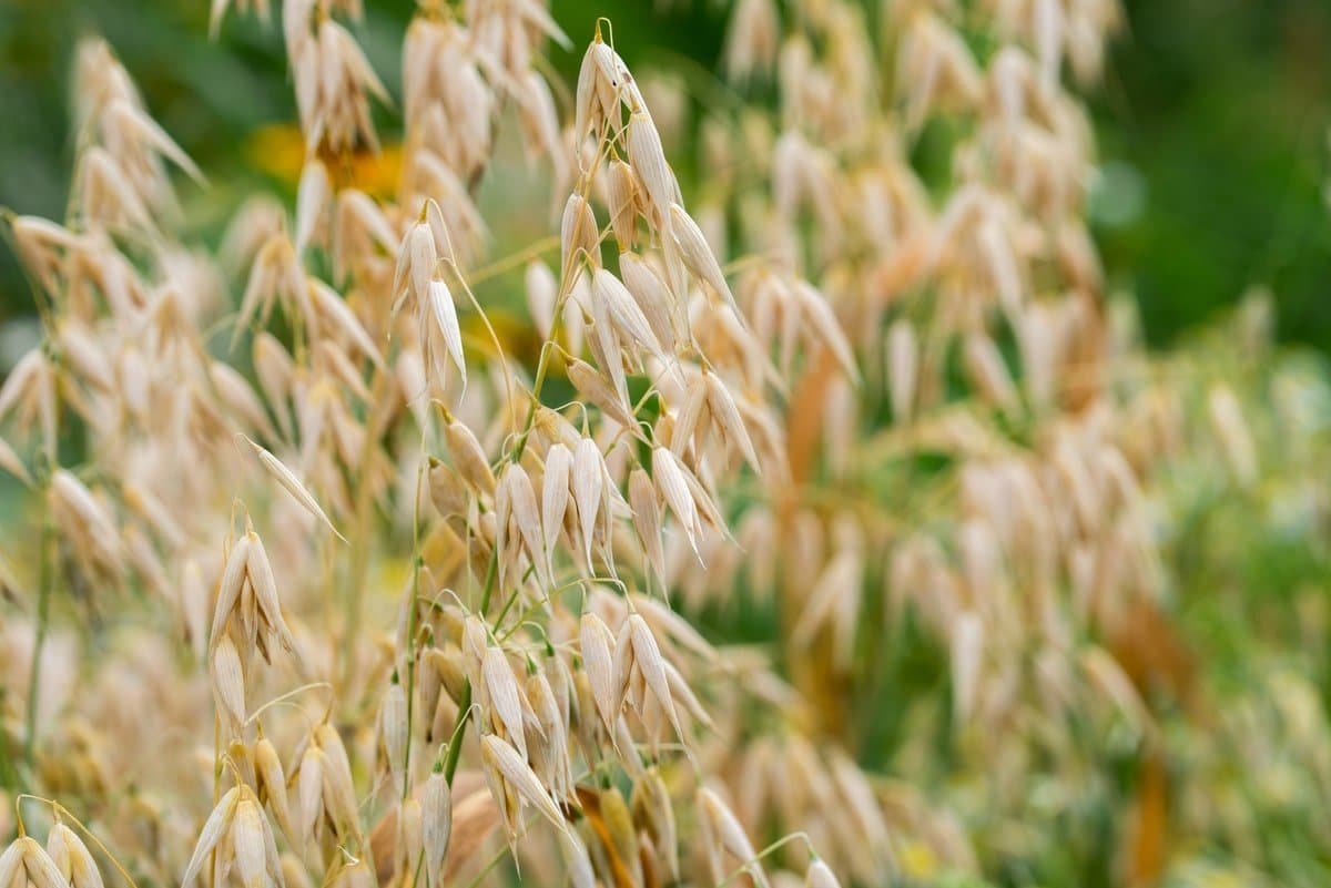 Common oat