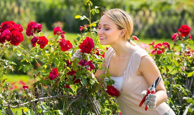 A year in the rose garden: Seasonal care