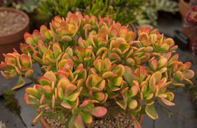 Jade plant 'Hummel's Sunset'