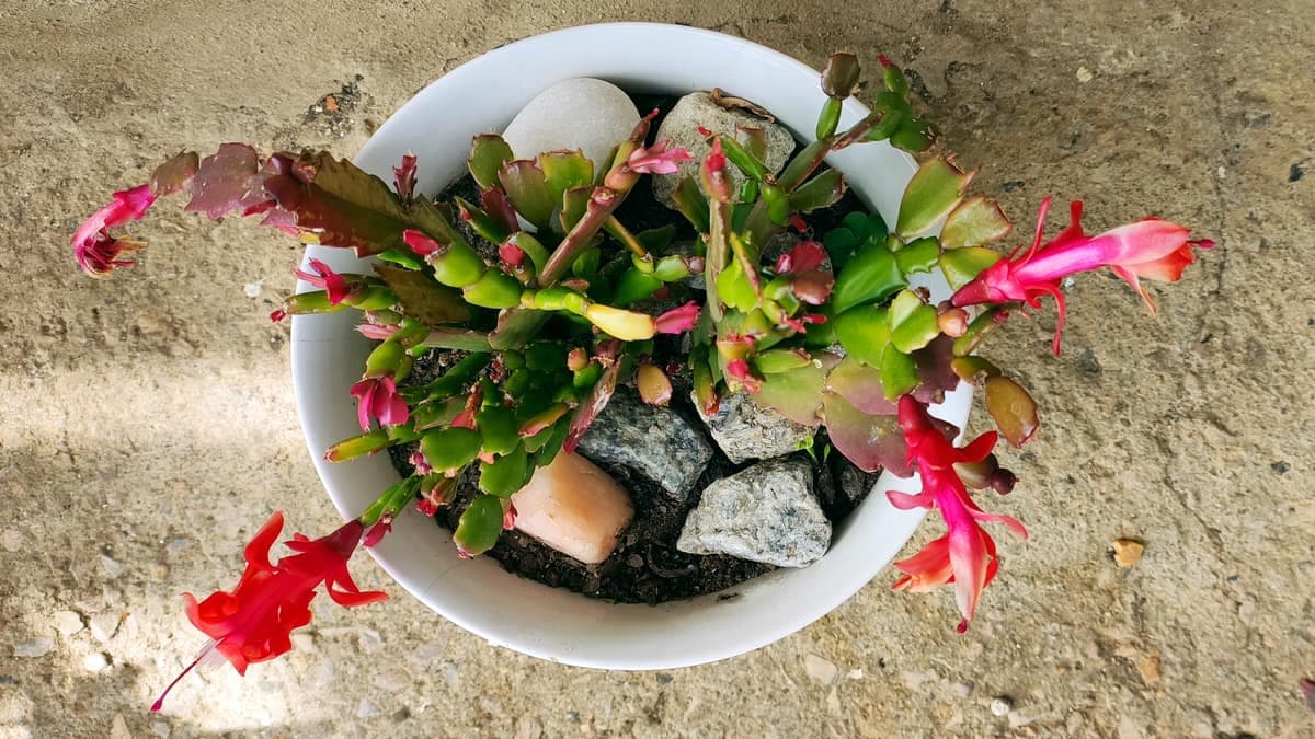 Easter cactus