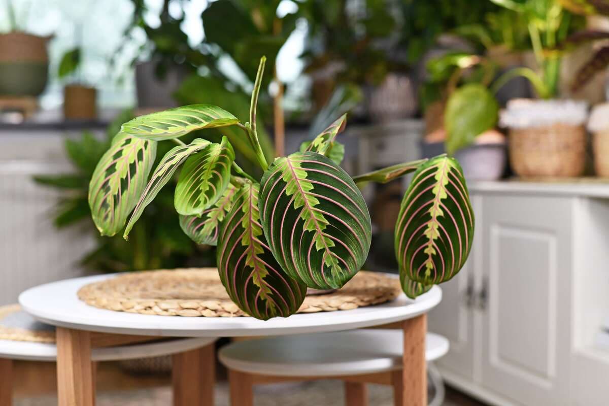 Prayer plant